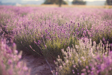 Lavender flowers - Sunset over a summer purple lavender field . Bunch of scented flowers in the lavanda fields of the French Provence near Valensole