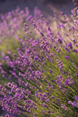 Lavender flowers - Sunset over a summer purple lavender field . Bunch of scented flowers in the lavanda fields of the French Provence near Valensole