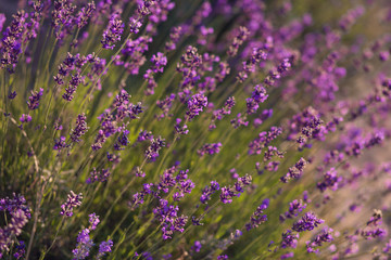 Obraz premium Lavender flowers - Sunset over a summer purple lavender field . Bunch of scented flowers in the lavanda fields of the French Provence near Valensole