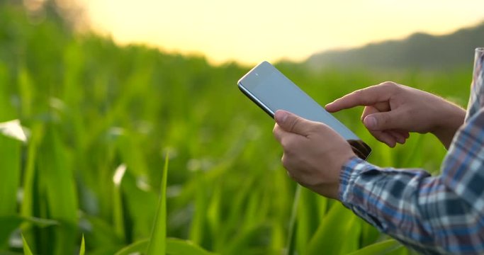 Close up of Farmer hand using mobile phone or tablet Standing in. The rice field with sickle, scythe or hook for harvesting.