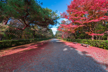 京都御苑の紅葉