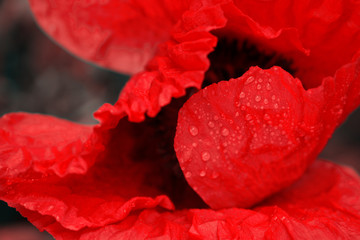 Close up of red poppy in the sunlight. Selective focus.