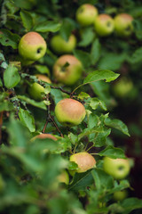 Green apples Isolated on a white background