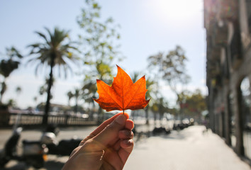 Autumn leave in man's hand. Hot sunny day in the city near sea. Palm trees on background.