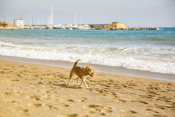Dog is walking on the beach with a ball in mouth. Summer photo of rest. Pet near the sea. Fun holiday. Healthy lifestyle.