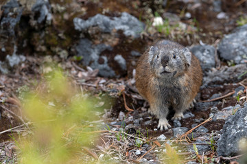 エゾナキウサギ
