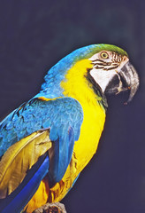 Macaw