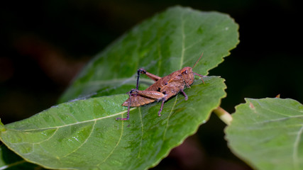 Santurio de Polloc Encañada  Cajamarca Perú Italia en los anDES