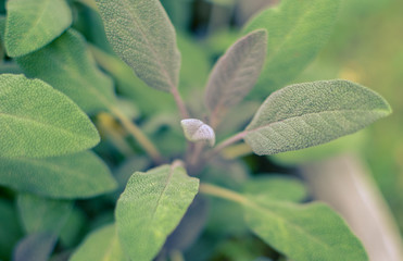 Close-up of sage plant in herb garden