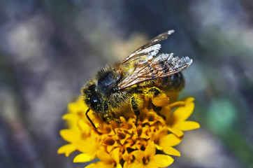 Honey bee