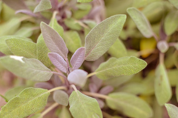 Close-up of sage plant in herb garden