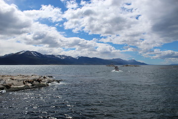A la découverte de la faune du canal de Beagle