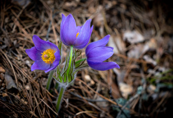 Pulsatilla patens or Eastern pasqueflower