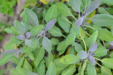 Close-up of sage plant in herb garden