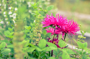 Fototapeta premium Close up pink flower on garden at Ukraine