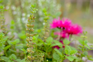 Close up pink flower on garden at Ukraine