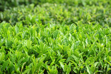Green Tea Farm 