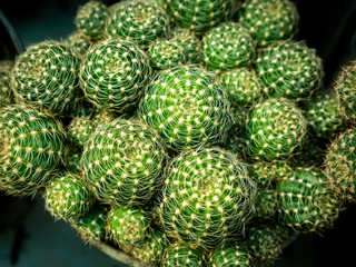 Green Cactus Tree Stacked
