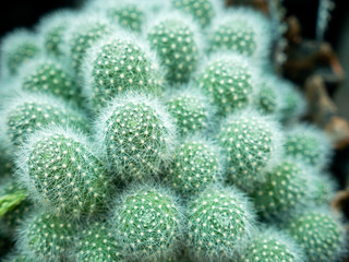 White Hair Cactus Growing