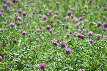 Fototapeta premium clover field