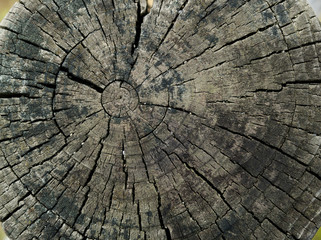Fototapeta premium old wood texture