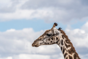 Two adult giraffe making love during day in Maasai mara