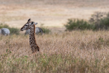 Giraffes walking in savanna at day light in Maasai Mara, Africa