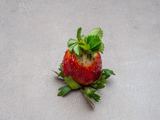 GENETICALLY MODIFIED FOODS GMO One red strawberry