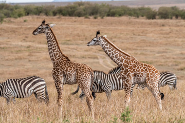 Plakat Giraffes walking in savanna at day light in Maasai Mara, Africa