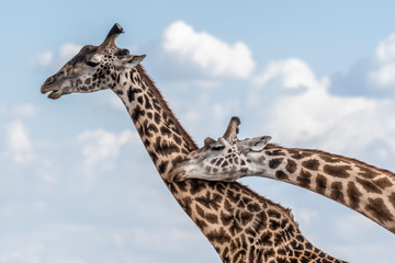 Two adult giraffe making love during day in Maasai mara