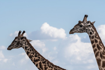 Two adult giraffe making love during day in Maasai mara