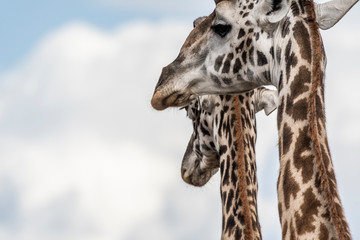Two adult giraffe making love during day in Maasai mara