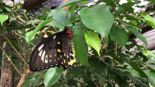  Side view of Richmond birdwing butterfly sitting on a plant in Litchfield National Park in the Territory of Australia.