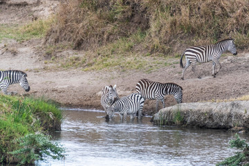 Fototapeta na wymiar Zebras crossing small water stream in Maasai Mara during migration season