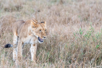 Lioness walking alone in Maasai Mara looking for prey