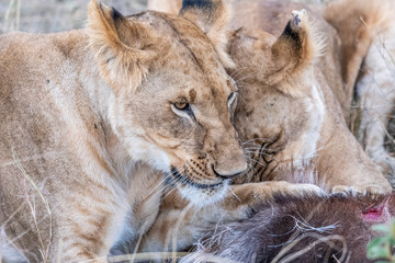 Naklejka premium Two lioness eating the flesh of waterbuck in Maasai Mara triangle after hunting