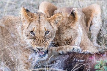 Two lioness eating the flesh of waterbuck in Maasai Mara triangle after hunting