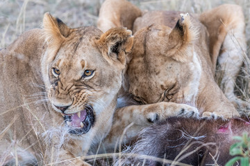 Two lioness eating the flesh of waterbuck in Maasai Mara triangle after hunting