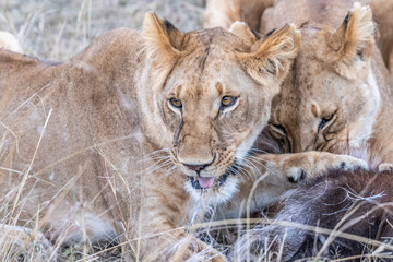Two lioness eating the flesh of waterbuck in Maasai Mara triangle after hunting