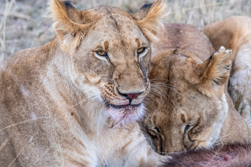 Naklejka na ściany i meble Two lioness eating the flesh of waterbuck in Maasai Mara triangle after hunting