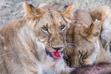 Fototapeta na wymiar Two lioness eating the flesh of waterbuck in Maasai Mara triangle after hunting