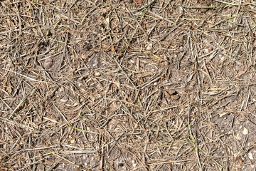 Yellow and brown dry grass texture, background