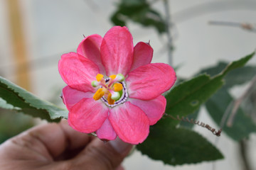 Santurio de Polloc Enca&ntilde;ada  Cajamarca Per&uacute; Italia en los anDES