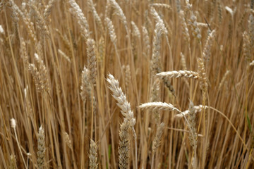 Wheat field close-up with blur effect.