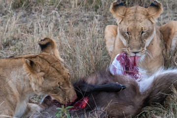 Two lioness eating the flesh of waterbuck in Maasai Mara triangle after hunting