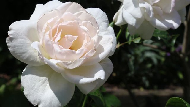 Large white delicate floribunda rose with a creamy touch in the centre called Helga in full bloom in the garden and moving with the wind.