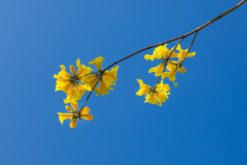 Yellow tabebuia flowers blossom on the blue sky background