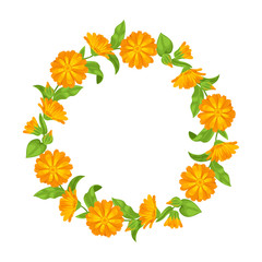 Calendula wreath with leaves and flowers. Calendula plant isolated on white. Vector floral illustration in simple cartoon flat style. 