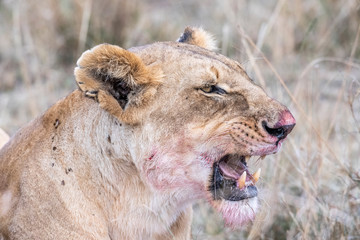 Two lioness eating the flesh of waterbuck in Maasai Mara triangle after hunting
