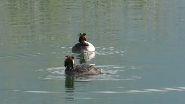 coppia di svasso maggiore con pullo
